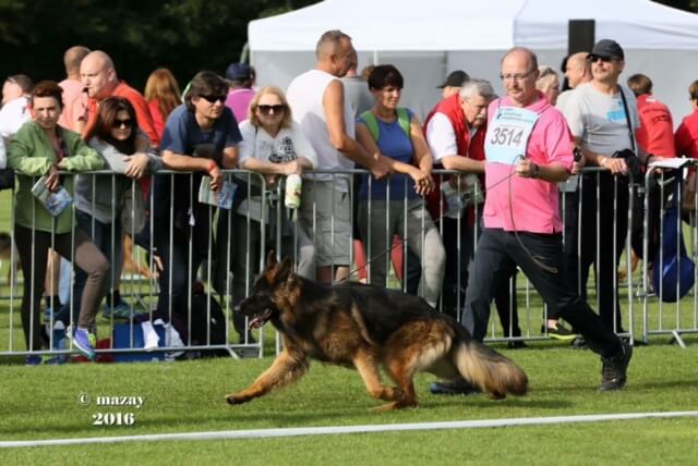 male german shepherd Xtremo Vom Frankengold in action