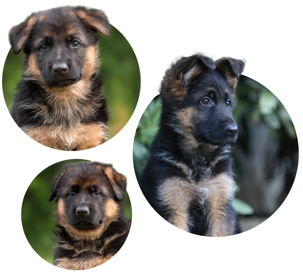 german shepherd puppies