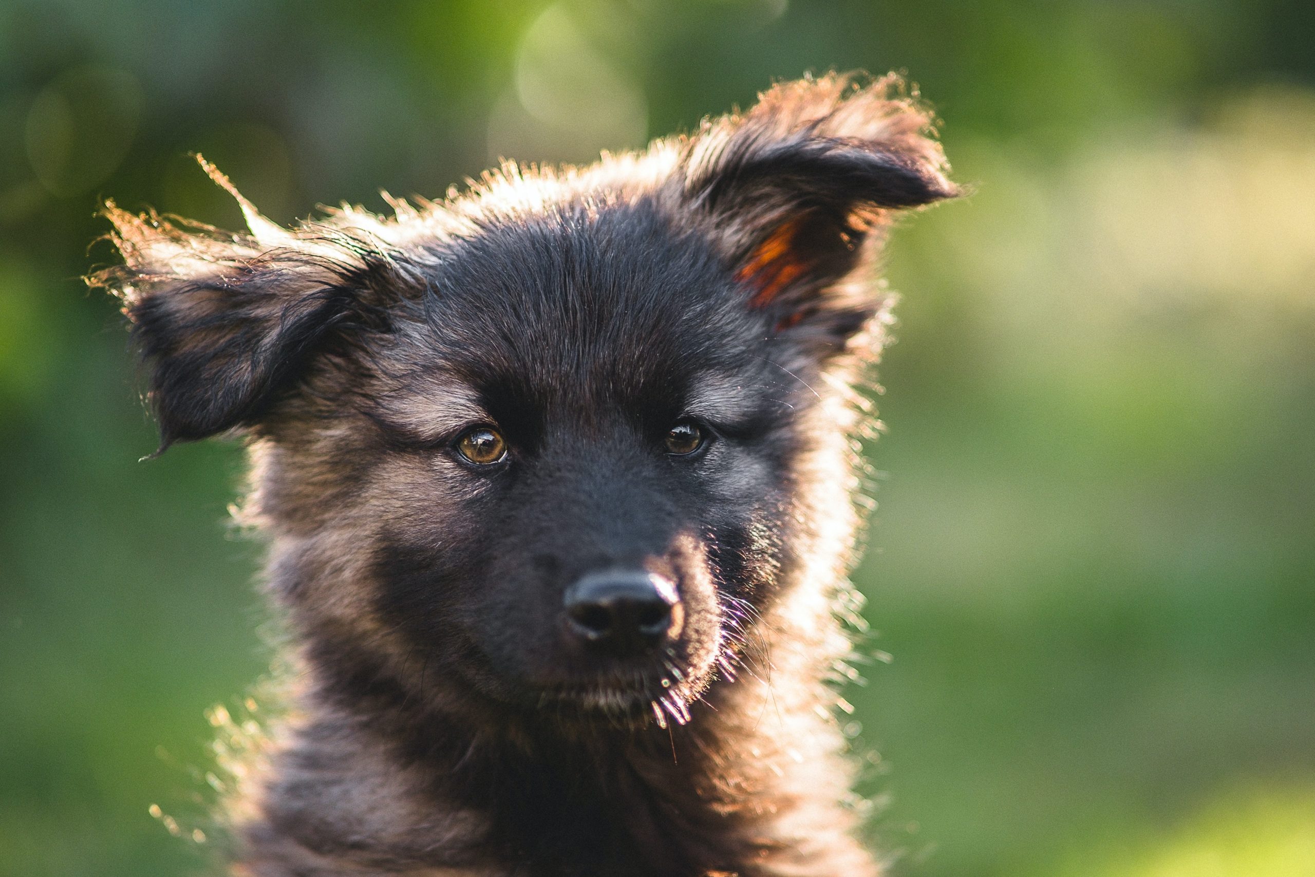 How to Care for a German Shepherd Puppy?