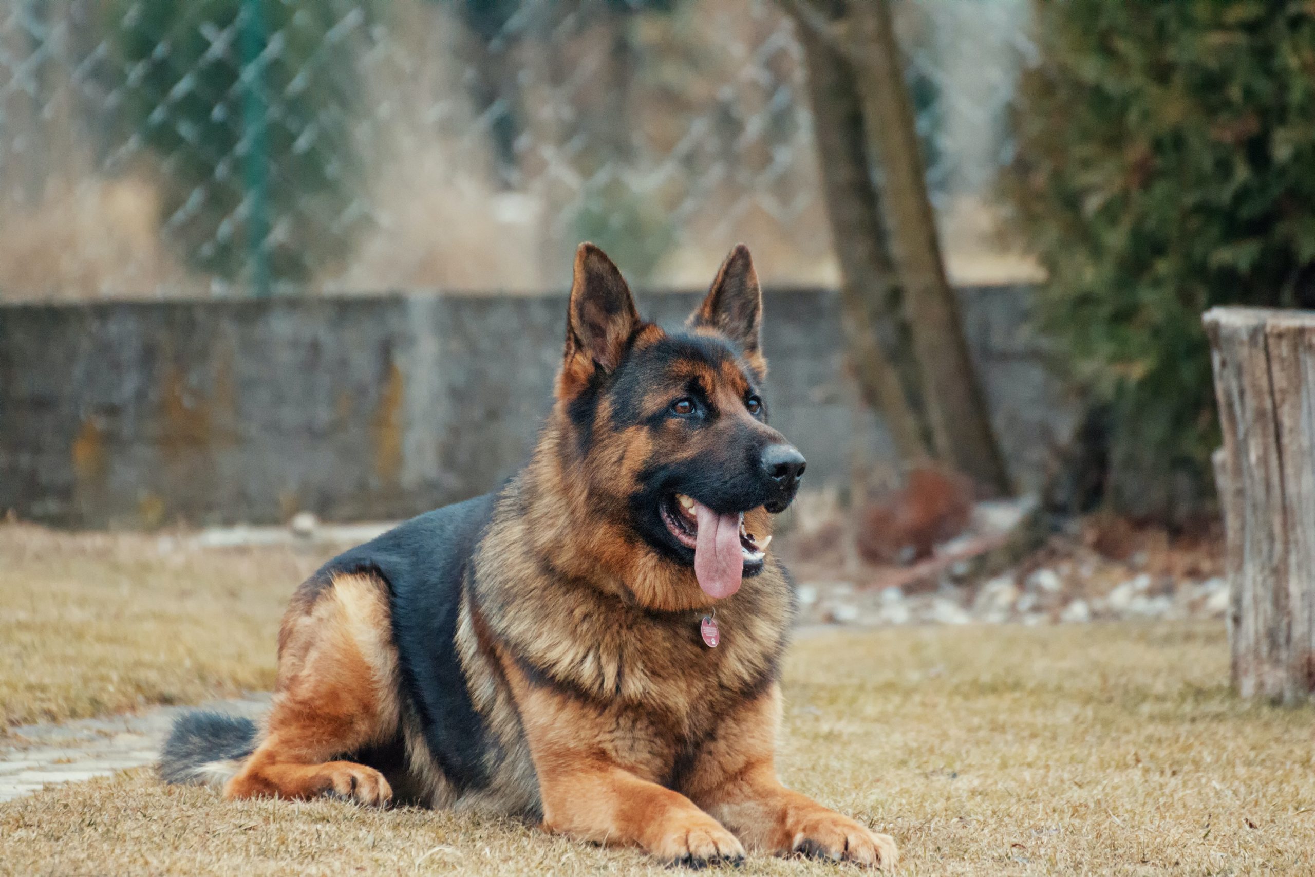 How Much Does a Purebred German Shepherd Dog Cost?