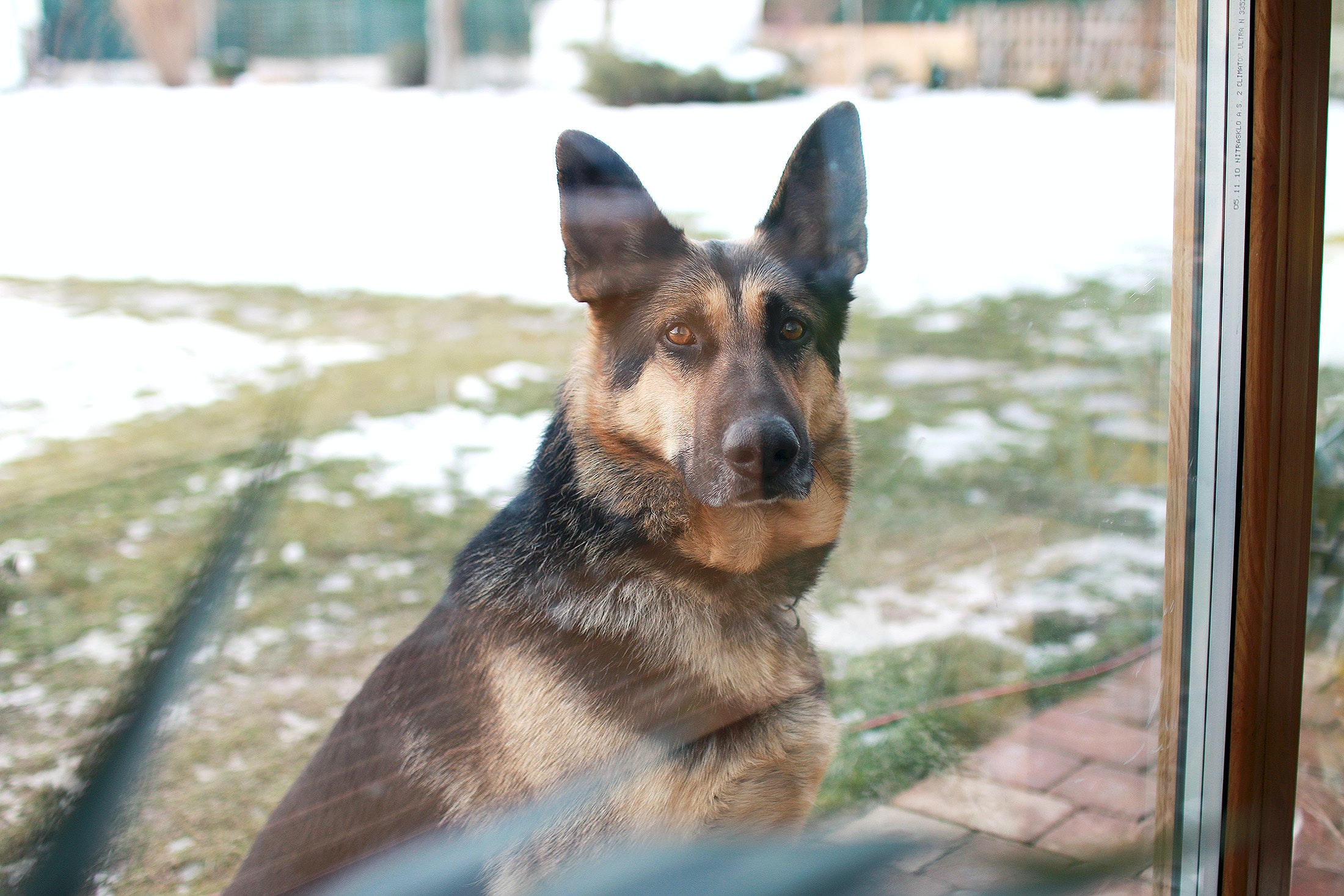 What Are the Characteristics of a German Shepherd?