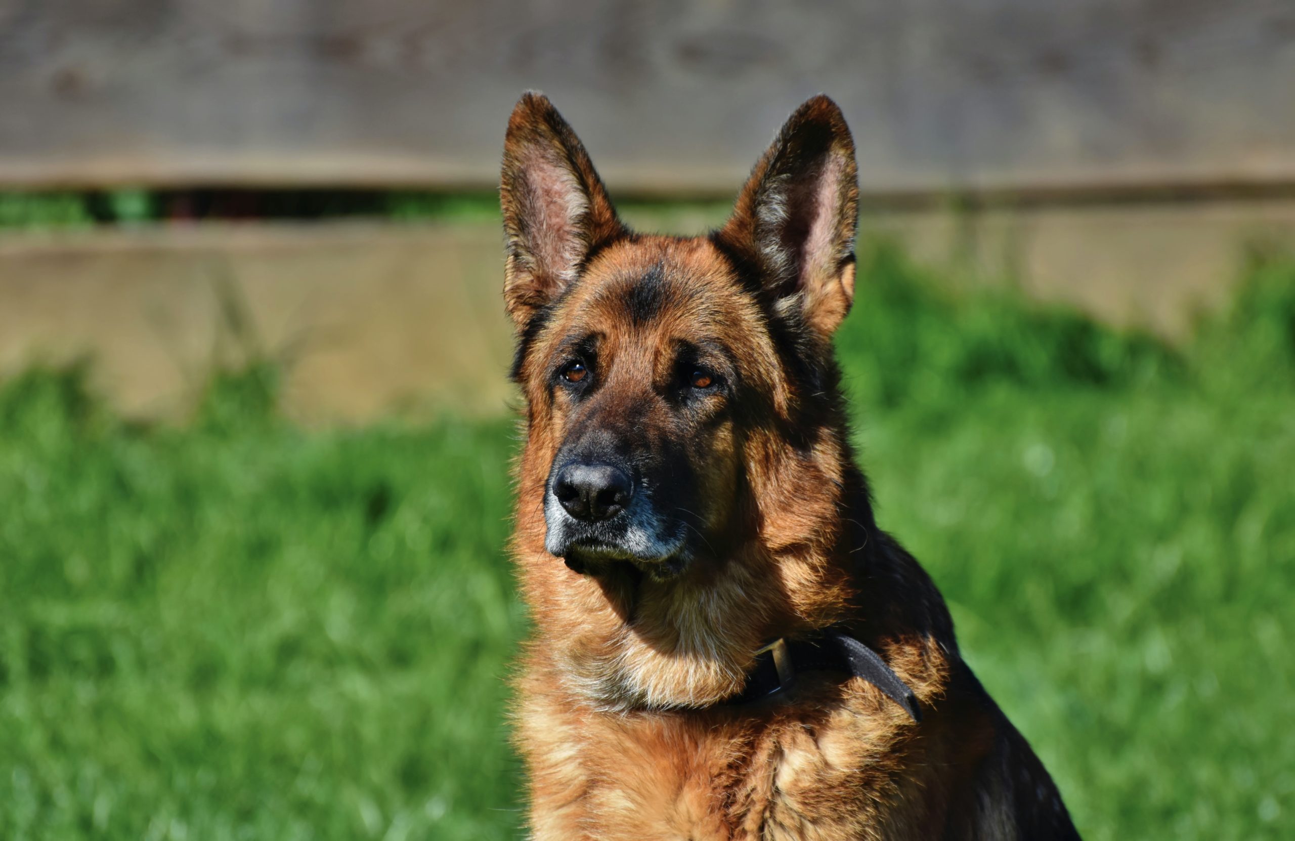 What makes black and red German Shepherds special?
