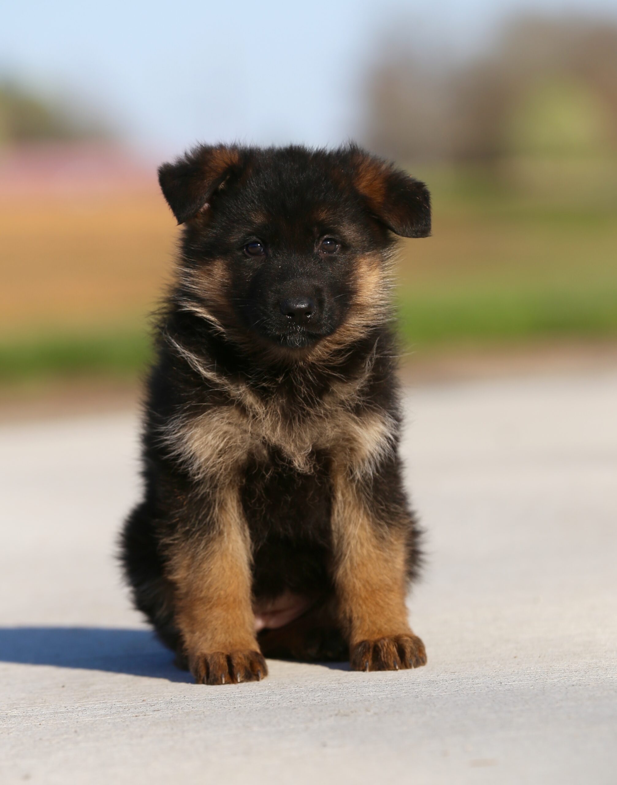 German Shepherd Puppies For Sale | Vom Royalhaus